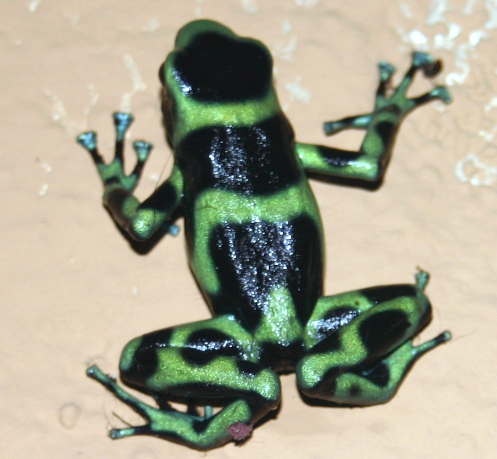 Costa Rican Poison Dart Frog